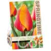 Tulipa Cash