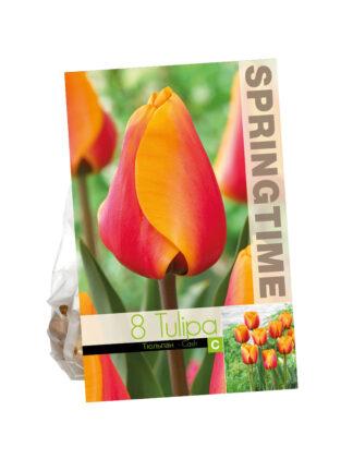 Tulipa Cash
