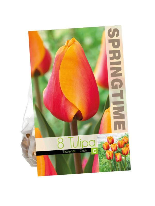 Tulipa Cash
