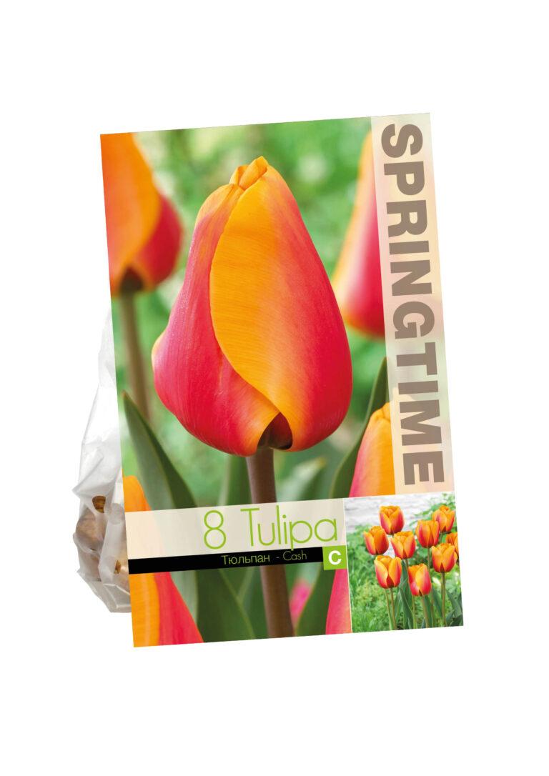 Tulipa Cash