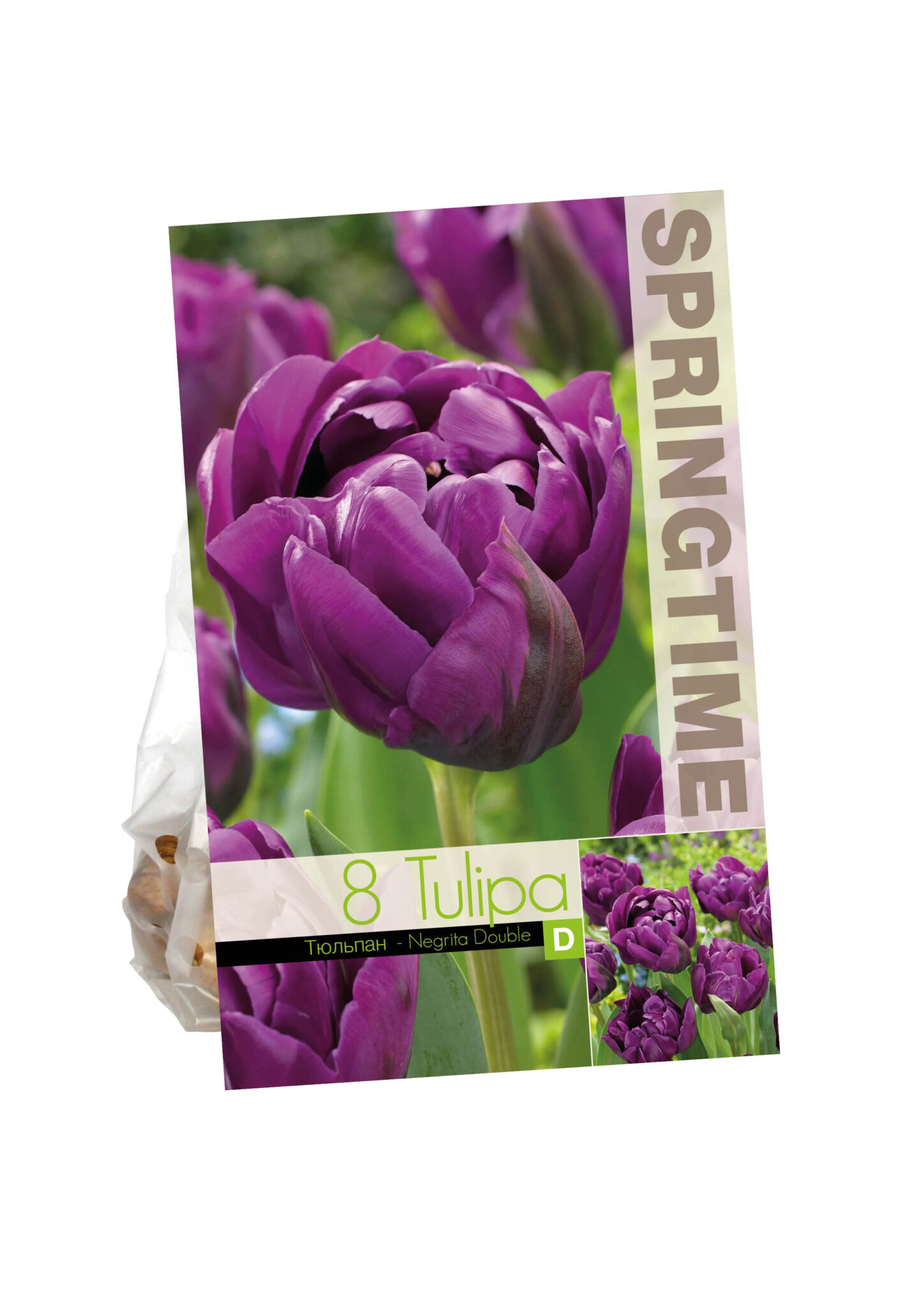 Tulipa Negrita Double