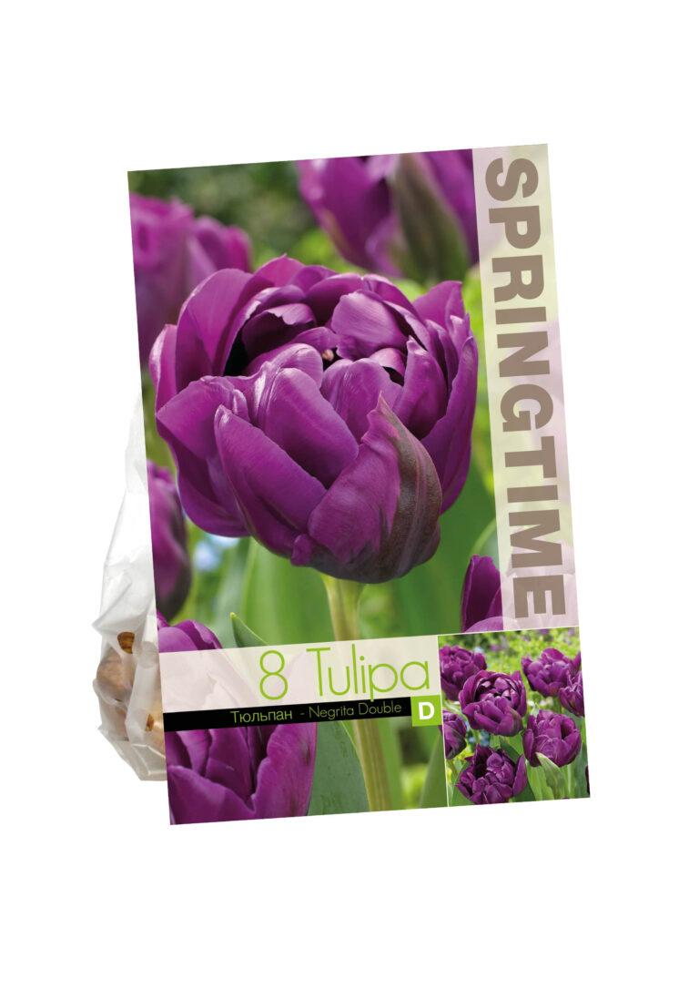 Tulipa Negrita Double