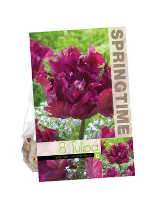 Tulipa Negrita Parrot