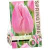 Tulipa Aafke