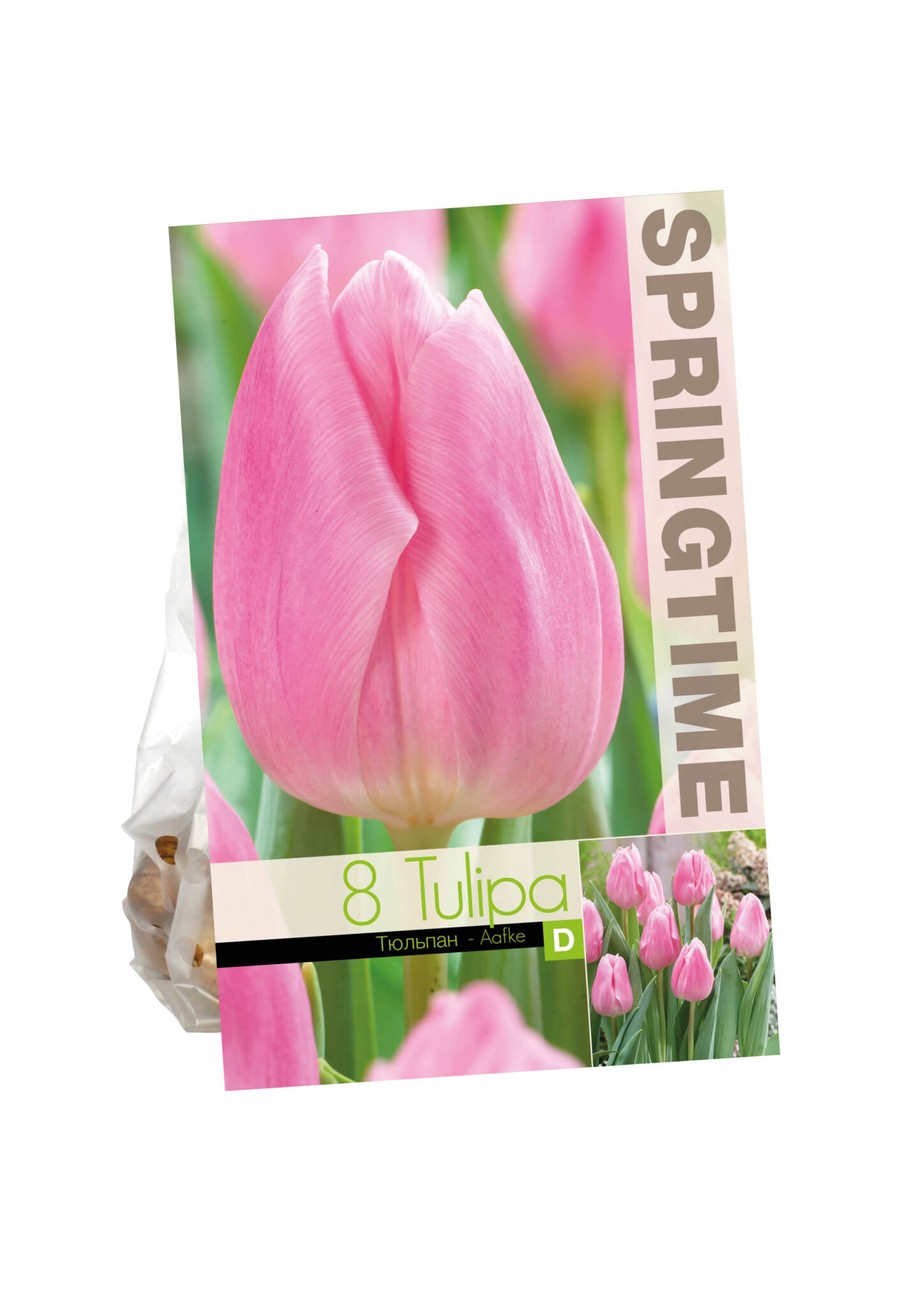 Tulipa Aafke