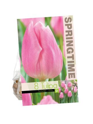 Tulipa Aafke