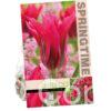 Tulipa Doll's Minuet