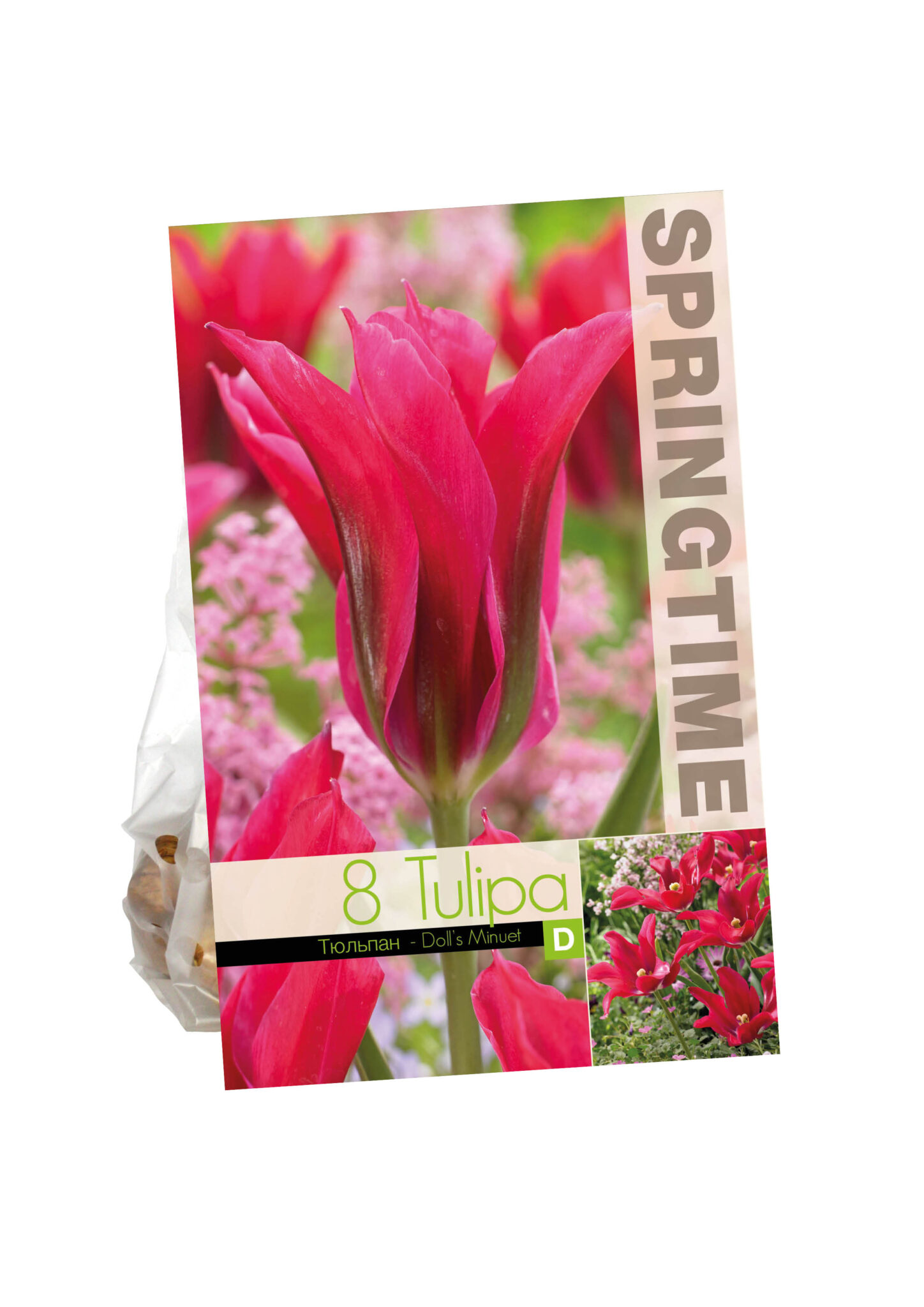Tulipa Doll's Minuet