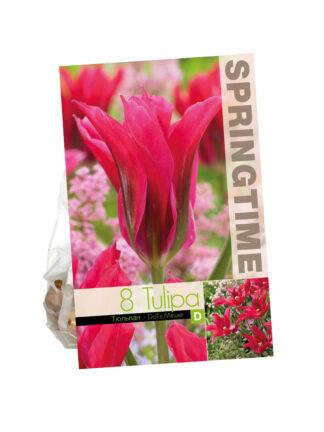 Tulipa Doll's Minuet