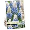 Muscari Mountain Lady