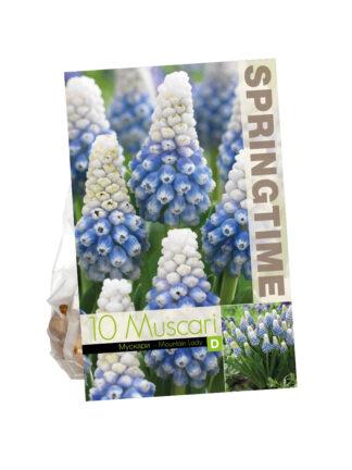 Muscari Mountain Lady