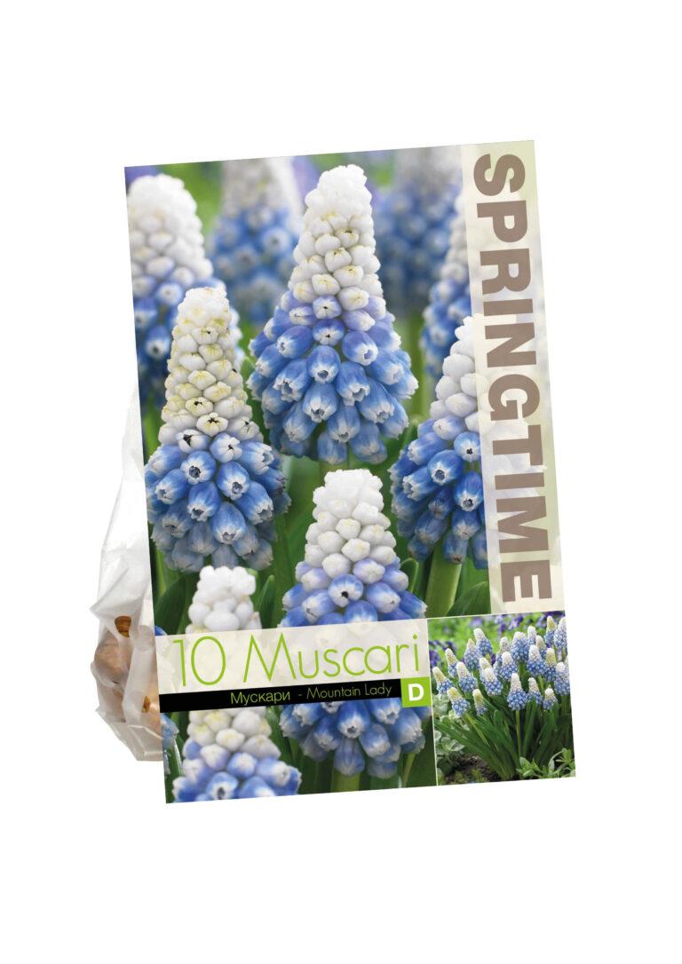 Muscari Mountain Lady