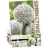 Allium White Cloud