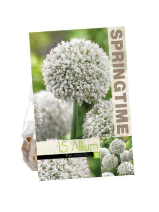 Allium White Cloud
