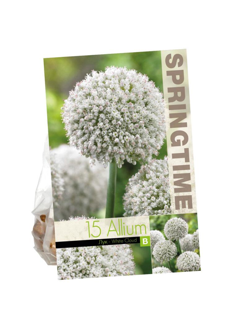 Allium White Cloud