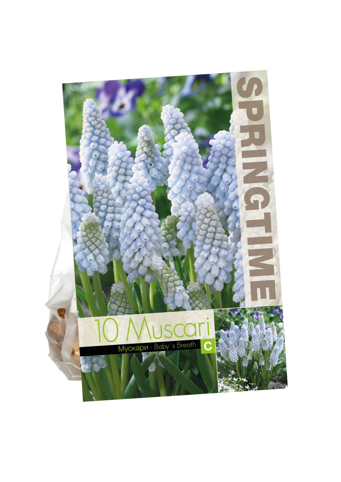 Muscari Baby's Breath