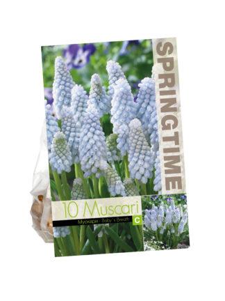 Muscari Baby's Breath