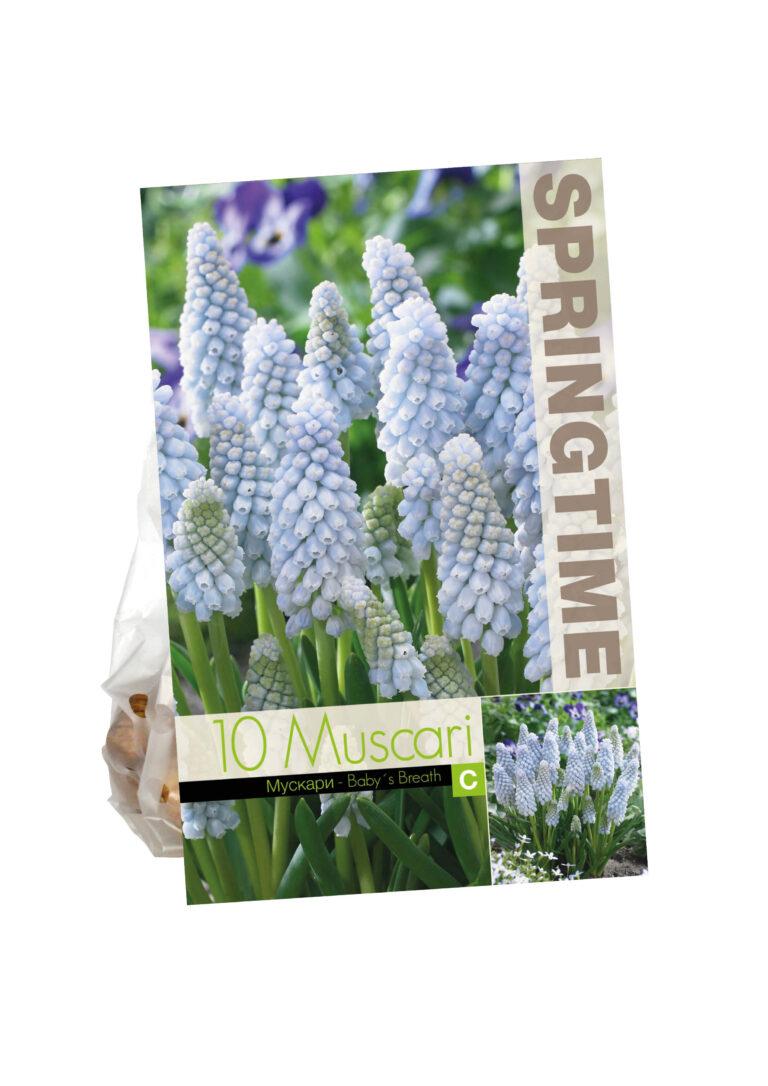 Muscari Baby's Breath