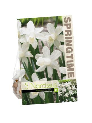 Narcissus Ice Baby