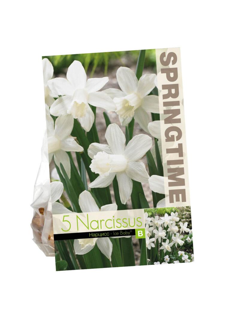 Narcissus Ice Baby