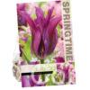 Tulipa Purple Doll