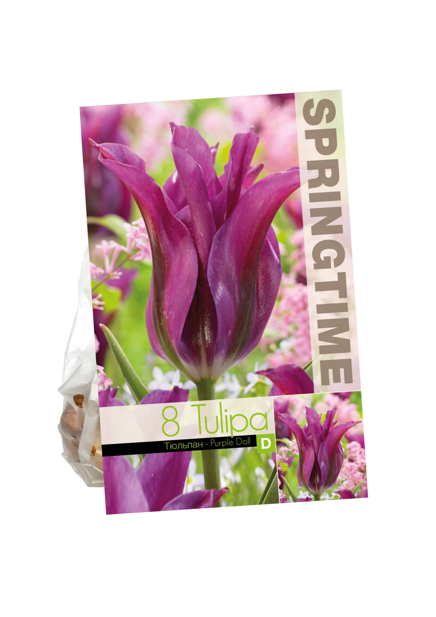 Tulipa Purple Doll