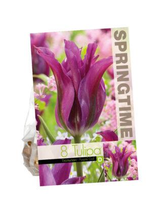 Tulipa Purple Doll