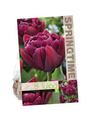 Tulipa Alison Bradley