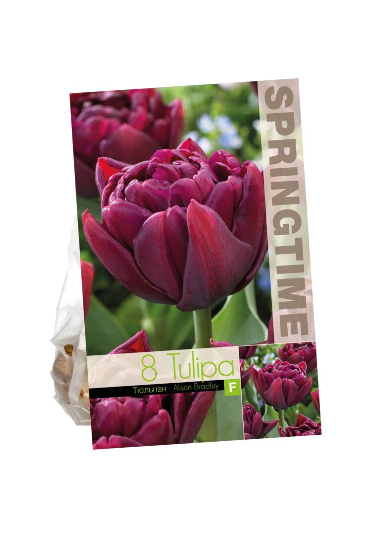 Tulipa Alison Bradley