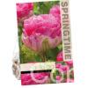 Tulipa Pinksize