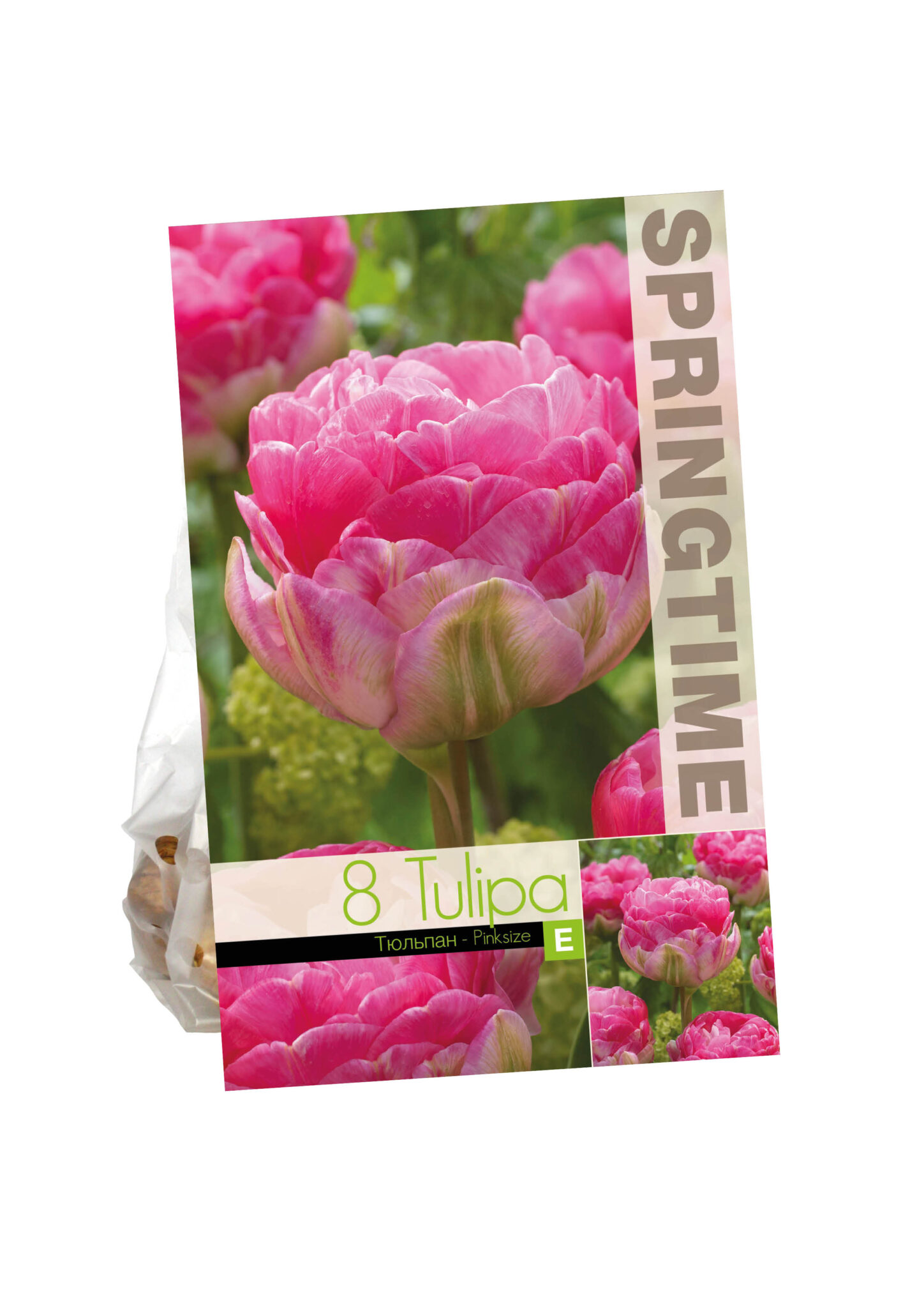 Tulipa Pinksize