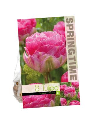 Tulipa Pinksize