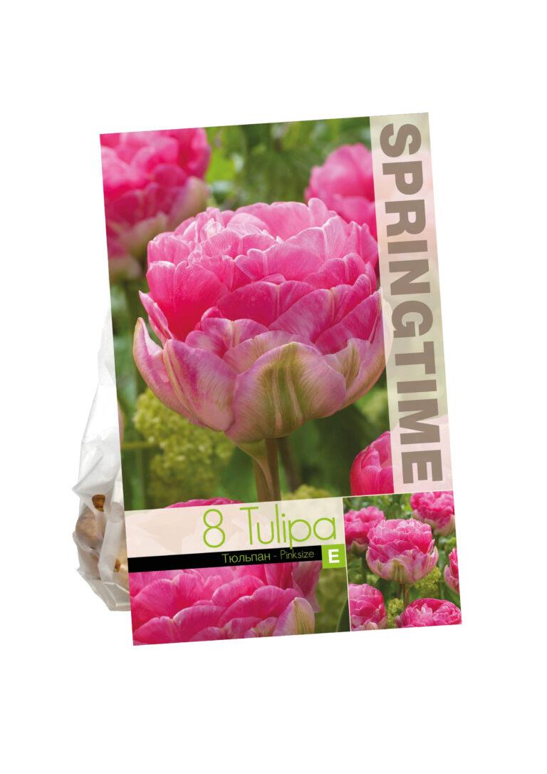 Tulipa Pinksize