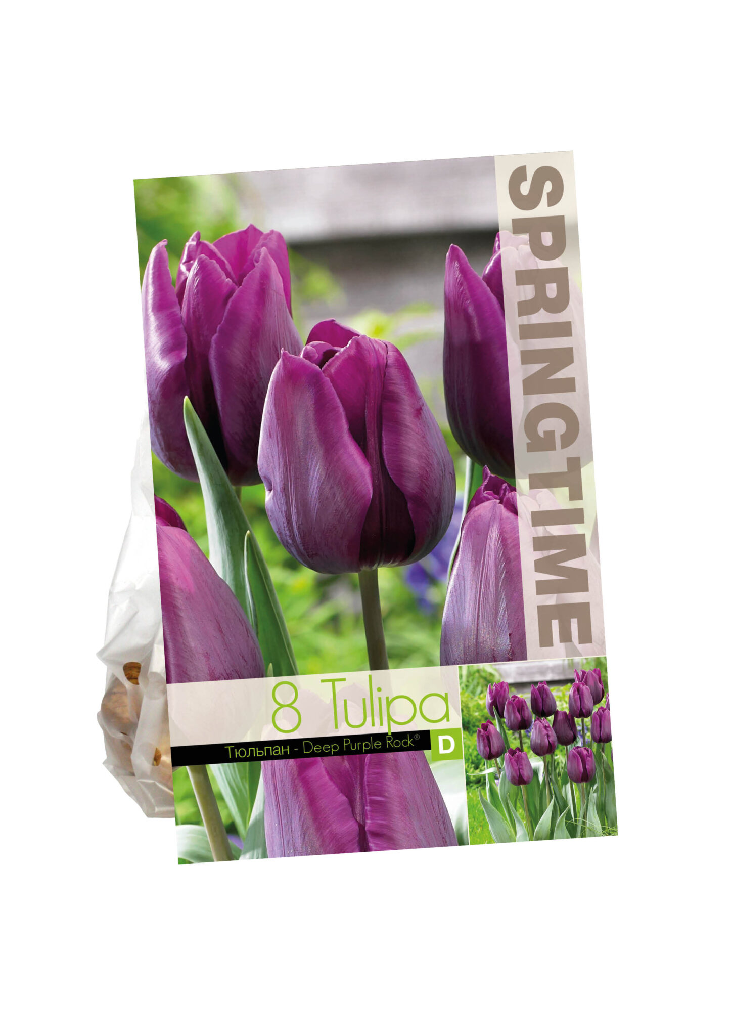 Tulipa Deep Purple Rock