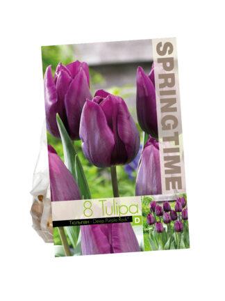 Tulipa Deep Purple Rock