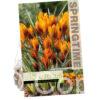 Crocus Orange Monarch