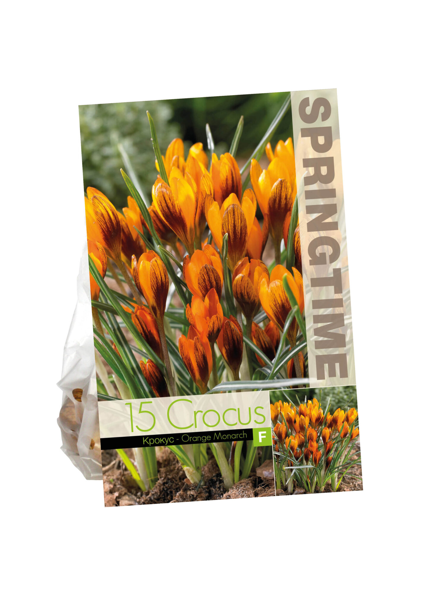 Crocus Orange Monarch