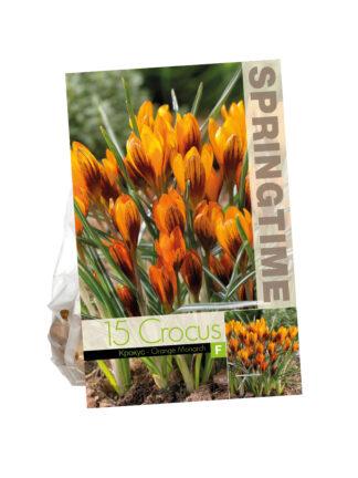 Crocus Orange Monarch