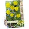 Narcissus Oxford Gold