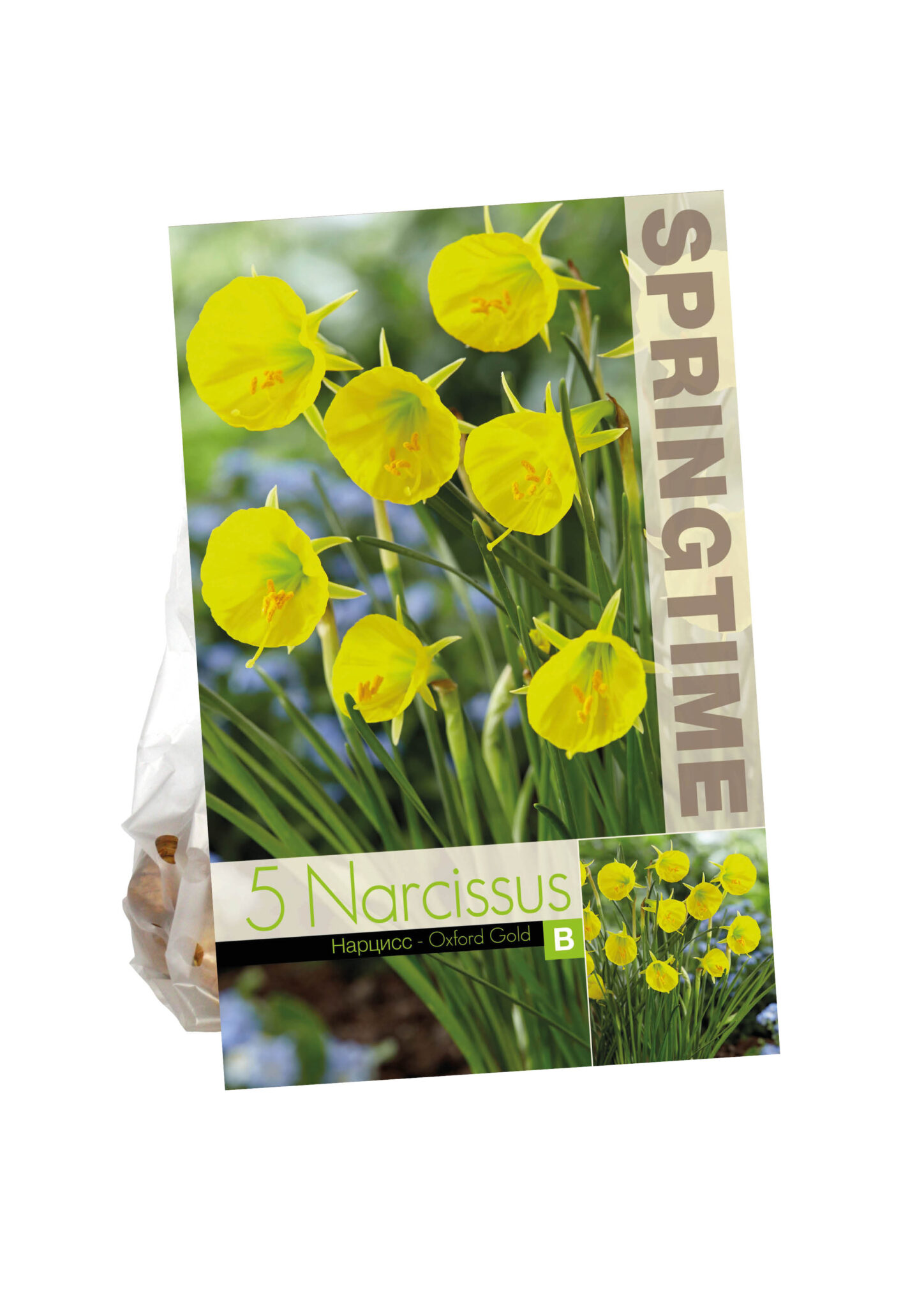 Narcissus Oxford Gold