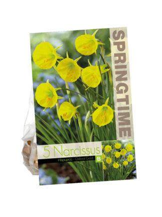 Narcissus Oxford Gold