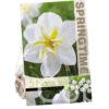 Narcissus Lemon Beauty