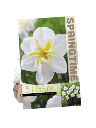 Narcissus Lemon Beauty