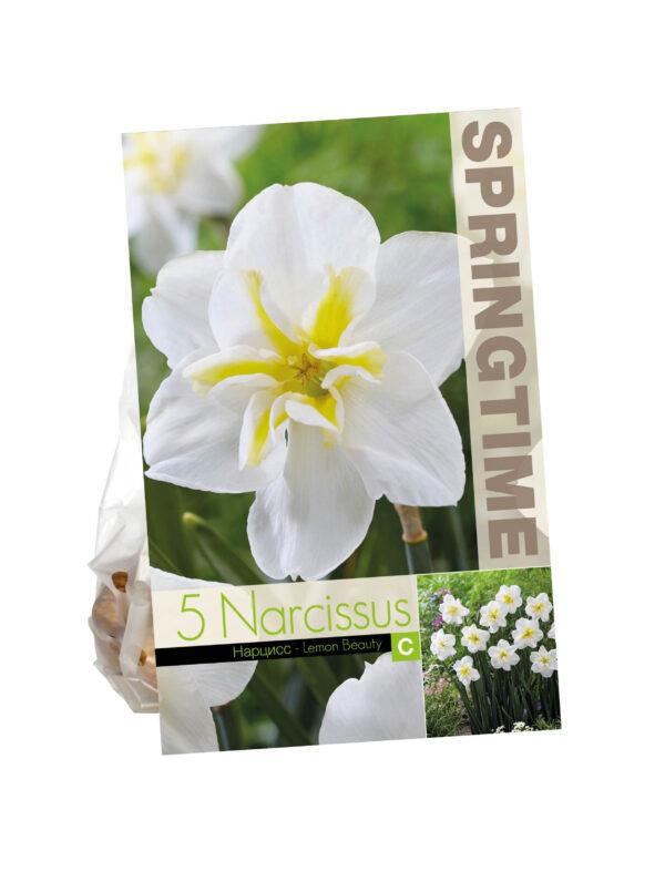 Narcissus Lemon Beauty
