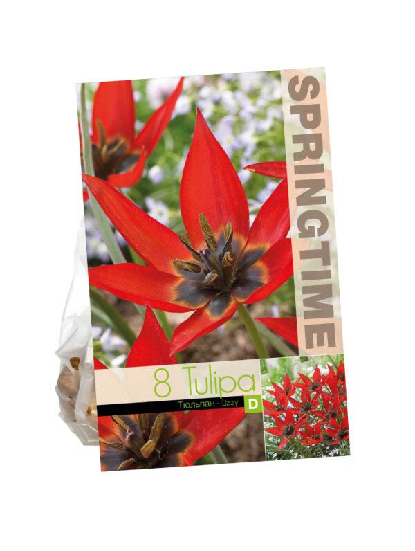 Tulipa Lizzy