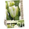 Tulipa Green Spirit