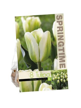 Tulipa Green Spirit