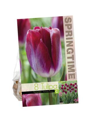 Tulipa Kansas Proud
