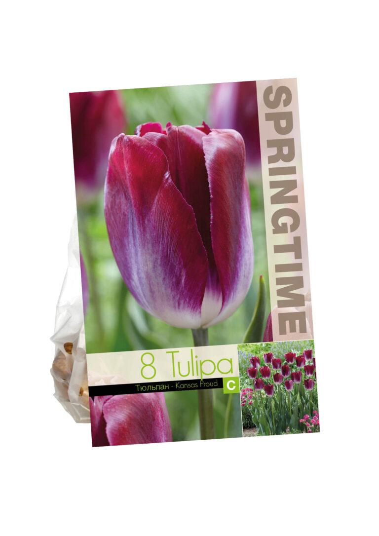 Tulipa Kansas Proud