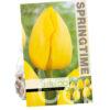 Tulipa Polychroma